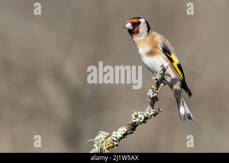Adult Goldfinch (Carduelis carduelis) Stock Photo