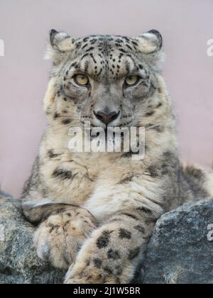Snow leopard (Panthera uncia) portrait with ears back. Captive.