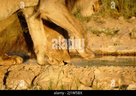 Lion (Panthera leo) drinks at waterhole. Kalahari, Kgalagadi Transfrontier Park, South Africa Stock Photo