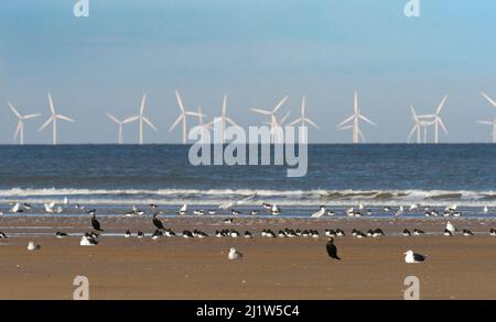 Cormorants, oystercatchers and gulls resting on the beach with wind farm turbines out at sea,  Titchwell RSPB Nature Reserve, west Norfolk, UK. Octobe Stock Photo