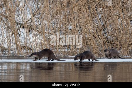 Eurasian otter (Lutra lutra), female and two young ones, Finland, January. Stock Photo