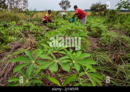 Women harvesting Cassava (Manihot esculenta), Democratic Republic of Congo. May 2017. Stock Photo