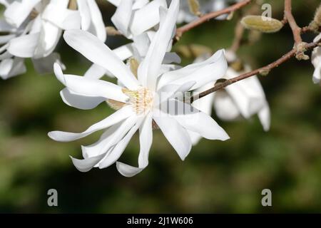 Semi double white flowers of Magnolia Wadas Memory   Willow Leaved Magnolia Magnolia x kewensis Stock Photo