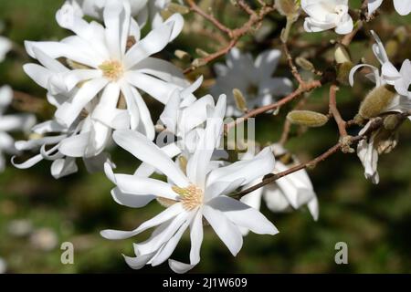 Semi double white flowers of Magnolia Wadas Memory   Willow Leaved Magnolia Magnolia x kewensis Stock Photo
