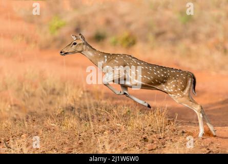 Chital (Axis axis) female leaping. Tadoba Andhari Tiger Reserve / Tadoba National Park, Maharashtra, India. Stock Photo