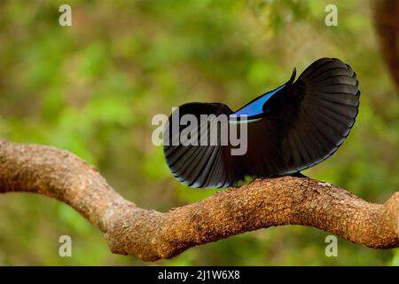 Magnificent Riflebird Display