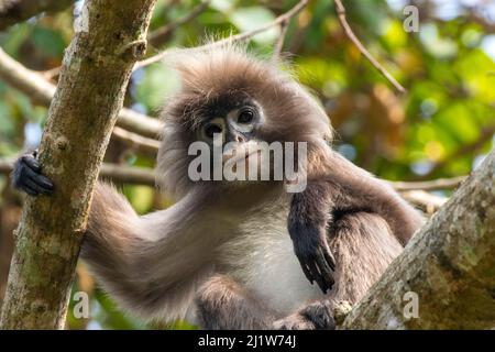 Phayre's leaf monkey (Trachypithecus phayrei) portrait, Tripura state, India Stock Photo