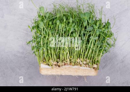 Sprouted peas seeds micro greens. Growing sprouts. Young plants Stock Photo