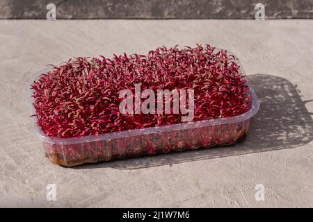 Sprouted amaranth seeds. Micro greens. Growing sprouts. Stock Photo