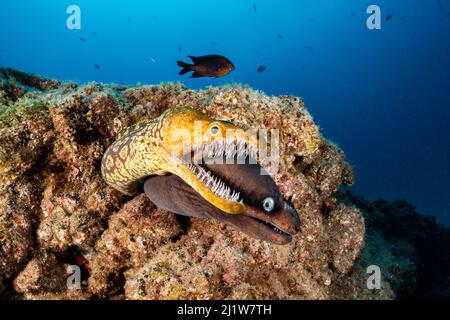 Tiger moray / Fangtooth Moray (Enchelycore anatina) and Black moray eel (Muraena augusti),  South Tenerife, Canary Islands, Atlantic Ocean. Stock Photo