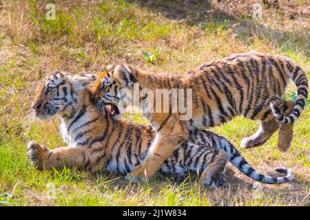 Siberian tiger (Panthera tigris altaica) cubs, age 3 months, playing. Captive. Stock Photo