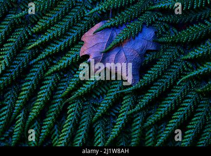 From above of dry maple leaf placed on textured surface of green tree branches as abstract background Stock Photo