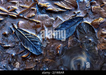 Top view of dry withered leaves scattered on rocky river in autumn forest as abstract background Stock Photo