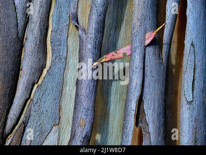 Textured background of lonely withered leaf fallen on dry bark of tree growing in forest on sunny autumn day Stock Photo