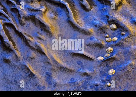 Top view of small seashells scattered on smooth wet stony beach with holographic effect as abstract background Stock Photo