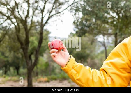 Crop male hiker in outerwear with red apple in hand in nature with trees Stock Photo