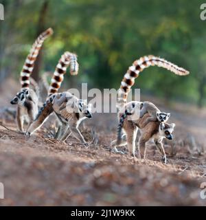 Female ring-tailed lemurs (Lemur catta) carrying infants (3-4 weeks) on their backs across open ground. Berenty Private Reserve, southern Madagascar. Stock Photo