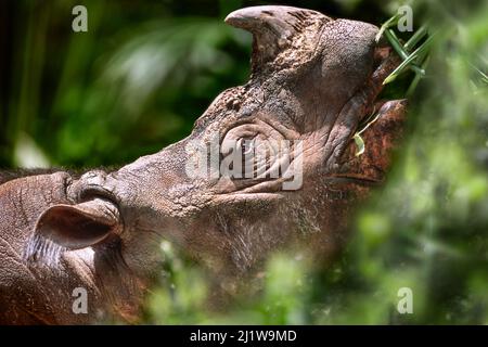 Sumatran (Asian) two-horned Rhinoceros (Dicerorhinus sumatrensis) found in isolated rainforest in Borneo and Sumatra. In captivity at Sepilok Rehabili Stock Photo