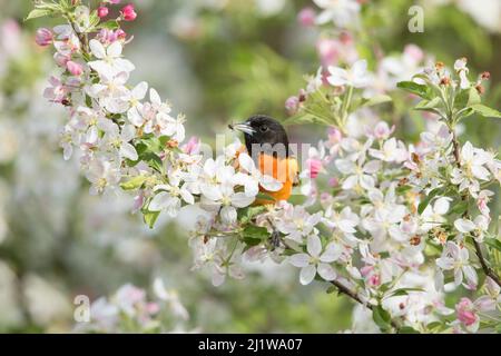 Baltimore Oriole (Icterus galbula) male with spider prey, perched in crabapple blossom in spring, Ithaca, New York, USA Stock Photo