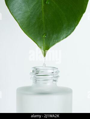 Closeup of natural hyaluronic acid for skin care treatment dripping from green leaf into small glass bottle on white background Stock Photo