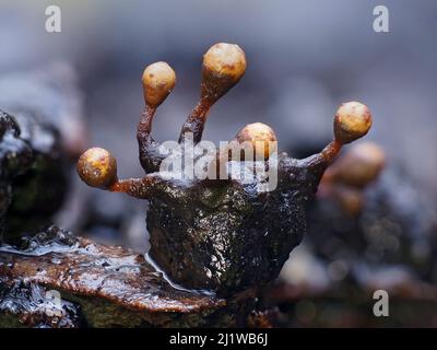Slime mould (Trichia botrytis), in reproductive phase. Close-up of spore-bearing fruiting bodies (sporangia). Buckinghamshire, UK. Stock Photo