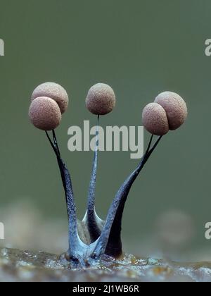 Slime mould (Comatricha nigra), in reproductive phase. Close-up of spore-bearing fruiting bodies (sporangia). Buckinghamshire, UK. Stock Photo