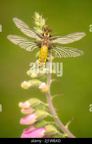 Broad-bodied chaser dragonfly (Libellula depressa) juvenile resting on foxglove (Digitalis purpurea), Broxwater, Cornwall, UK. June. Stock Photo