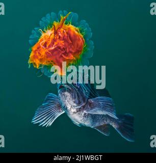 Lion's Mane Jellyfish (Cyanea capillata) with Blue rockfish (Sebastes mystinus) stealing food from the jellyfish's tentacles.  Hunt Rock, Queen Charlo Stock Photo