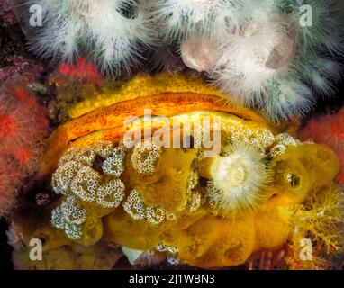 A Giant rock scallop (Crassadoma gigantea)  encrusted with and surrounded by several other invertebrates animals, including White anemones (Metridium Stock Photo