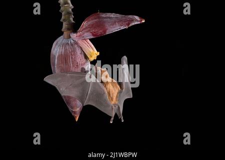 Orange Nectar Bat (Lonchophylla robusta) feeding on banana flower, lowland rainforest, Costa Rica. November. Stock Photo