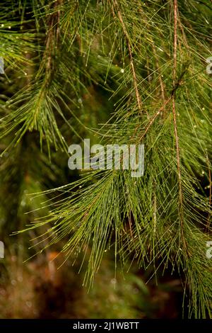 Close-up of green needle-like leaves of weeping she-oak, Casuarina equisetifolia, Allocasuarina verticillata, dotted with rain-drops. Qld, Australia, Stock Photo