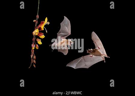 Orange Nectar Bat (Lonchophylla robusta), lowland rainforest, Costa Rica. November. Stock Photo