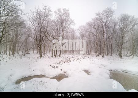 Snow covered landscape with trees in Saxon Switzerland National Park in winter. Stock Photo