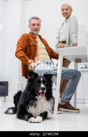 Border collie dog lying on floor near blurred mature couple in kitchen Stock Photo
