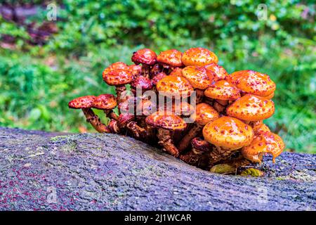 A bunch of mushrooms growing on a rotten tree in Saxon Switzerland National Park. Stock Photo