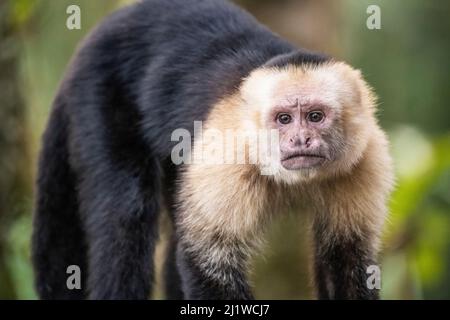 White-faced capuchin monkey (Cebus capucinus) in Tenorio Volcano National Park, Costa Rica Stock Photo