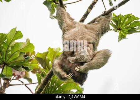 Brown-throated three-toed sloth (Bradypus variegatus) mother and baby, Tenorio Volcano National Park, Costa Rica. Stock Photo