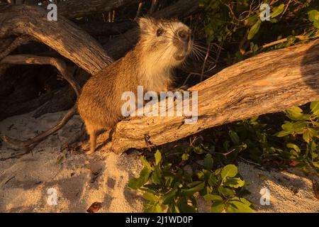 Desmarest's hutia (Capromys pilorides doceleguas) on beach, Jardines de la Reina / Gardens of the Queen National Park, Caribbean Sea, Ciego de Avila, Stock Photo