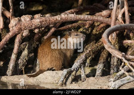 Desmarest's hutia (Capromys pilorides doceleguas), Jardines de la Reina / Gardens of the Queen National Park, Caribbean Sea, Ciego de Avila, Cuba. Stock Photo