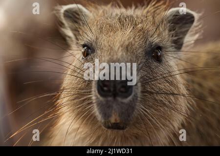 Desmarest's hutia (Capromys pilorides doceleguas), Jardines de la Reina / Gardens of the Queen National Park, Caribbean Sea, Ciego de Avila, Cuba. Stock Photo