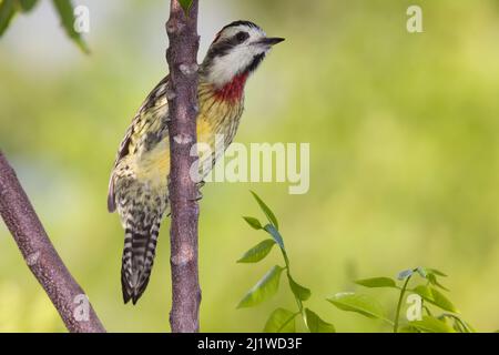 Cuban green woodpecker (Xiphidiopicus percussus), Guanahacabibes Peninsula National Park, Pinar del Rio Province, western Cuba. Stock Photo