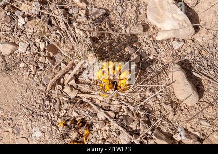 Yellow or desert broomrape Cistanche tubulosa Photographed at Wadi Peres A seasonal riverbed in the North Eastern Negev Desert on the Southern border Stock Photo