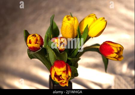 yellow-red tulips with water drops on a light studio background Stock Photo