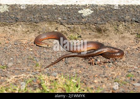 Eastern Brown Snake, Pseudonaja textilis at Yan Yean, Victoria, Australia Stock Photo