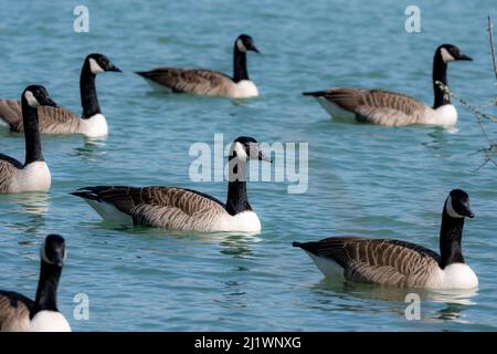 Branta canadensis, Canada Geese, Canada Goose (Canadian Geese) on the lake at the Meeth Quarry Nature Reserve, Meeth, Devon Stock Photo