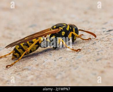 Vespula germanica, German Wasp Stock Photo