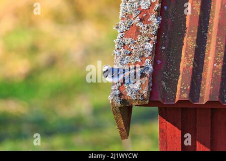 Wagtail on a house roof Stock Photo