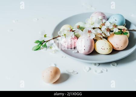 Colored Easter eggs and blooming tree branch on the gray plate with flower petals on the white table. Happy Easter and springtime card. Minimalism and Stock Photo