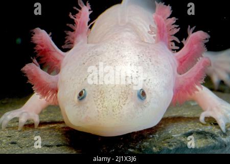 Axolotl  (Ambystoma mexicanum), white or leucistic form, neotenic salamander. Captive, critically endangered in the wild, occurs in Mexico. Stock Photo