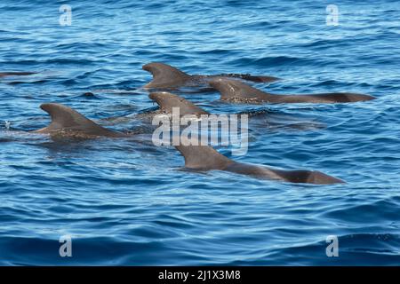 Pilot whale (Globicephala macorhynchus) group at surface. Tenerife, Canary Islands.